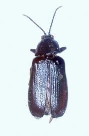   Melanispa  habitus. 